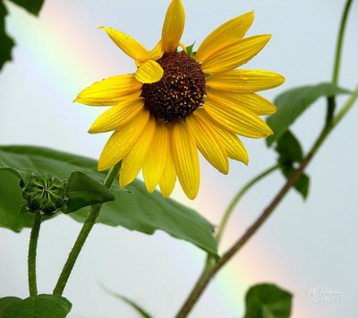Sunflowers and Rainbows