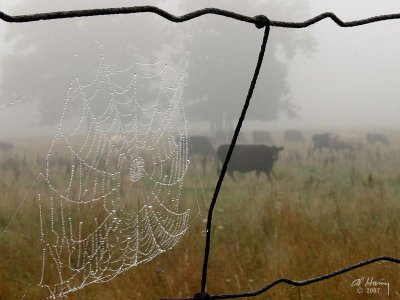 Webs and Fences