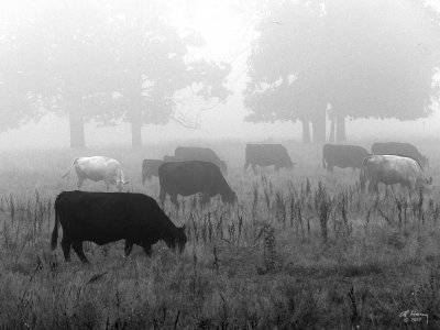 Black and White on a Gray Morning