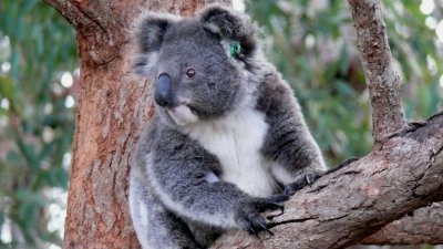 Koala in Hospital