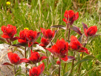 Indian Paintbrush