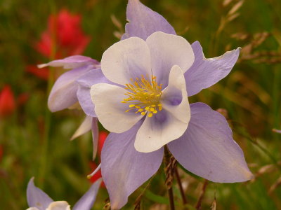 Columbine