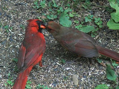Cardinal Mating Ritual