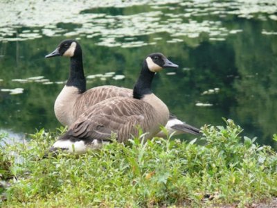 Goose Pair at the Marsh by CyndiM