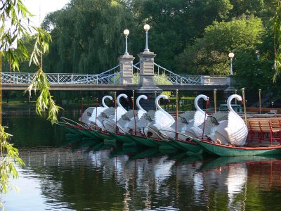 Swan Boats at Dawn