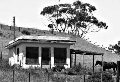 Old House, young horse