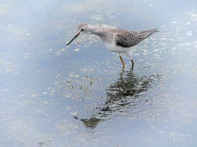 Some kind of Sandpiper ... I think!