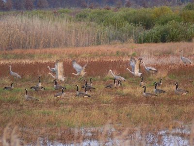 Sand Hill Cranes Taking Off