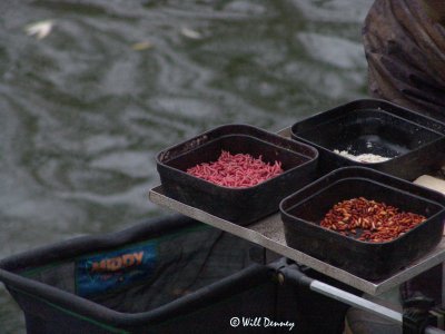 Not lunch...well atleast not for the fisherman