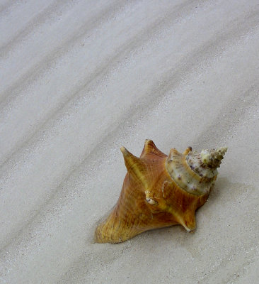 Conch