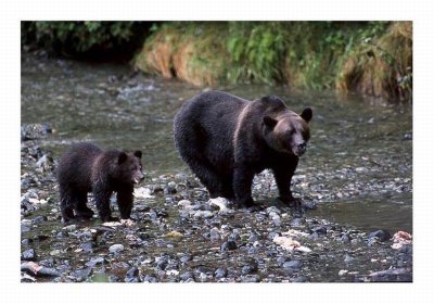  Mother and Cub Grizzly