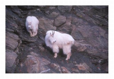 Mountian Goats 2
