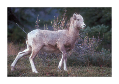 Bighorn Sheep 1