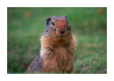 Columbia  Ground Squirrel 3