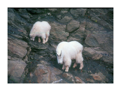 Mountain Goats 1