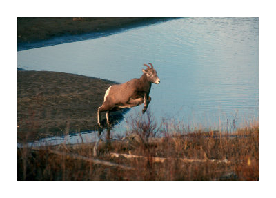 Bighorn Sheep