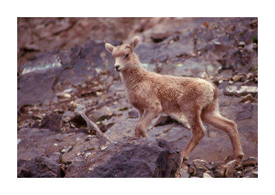 Baby Bighorn Sheep 4