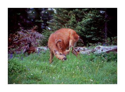 Blacktail Deer