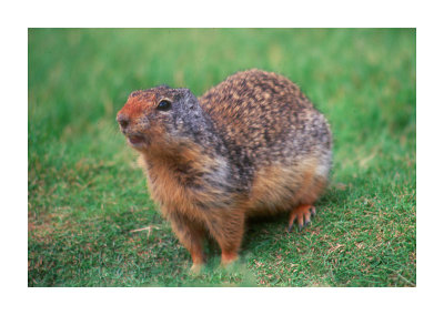 Columbia Ground Squirrel 1