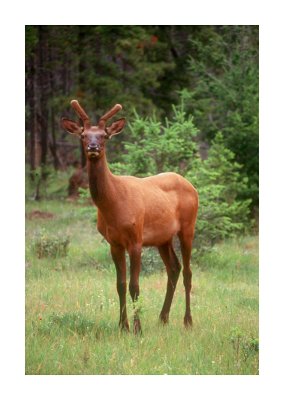 Elk 7