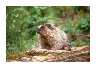Hoary Marmot 3