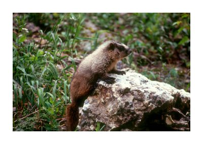 Hoary Marmot 2