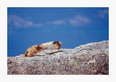 Hoary Marmot 1