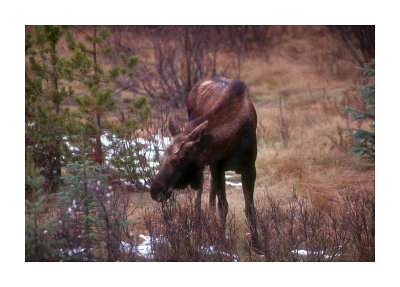 Moose 5