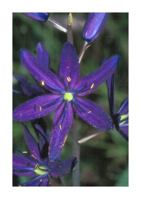 Common Camas 2