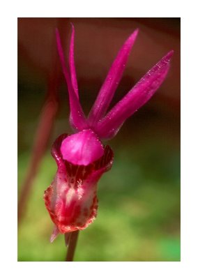 Calypso  Orchid 4