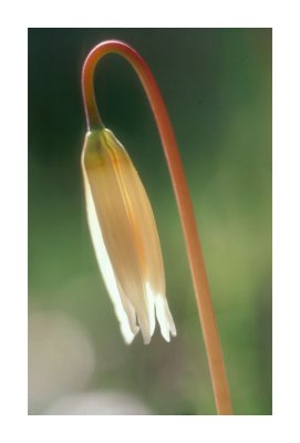 Fawn Lily 2
