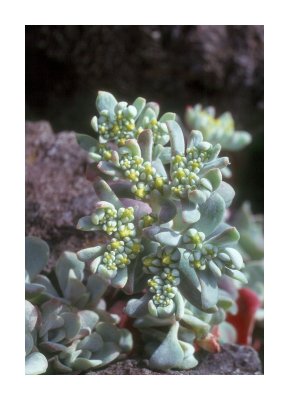 2stonecrop