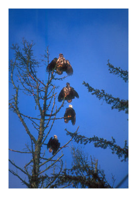 Eagle tree
