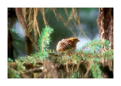  Grouse Chick.