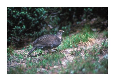 Grouse 1