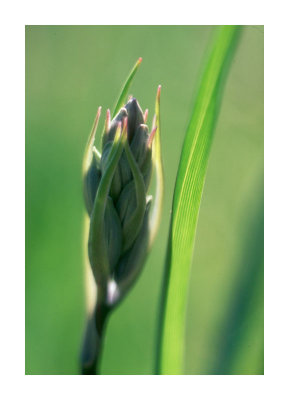 Common  Camas