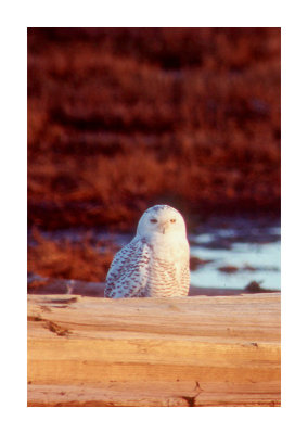 Snowy owl