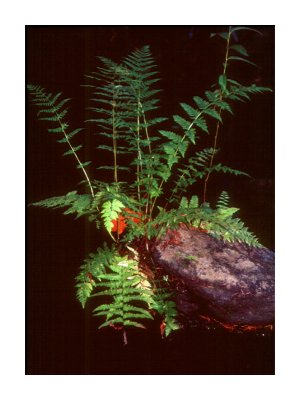 Ferns