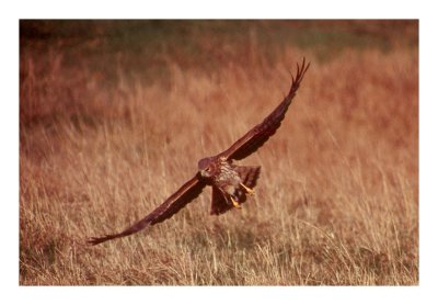 hawk