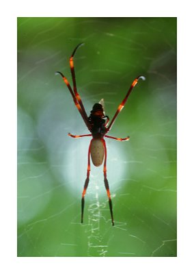 Big Spider