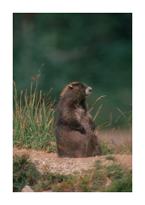 Olympic marmot