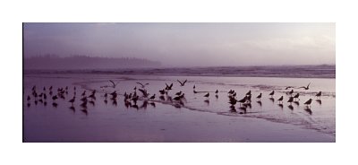 Sea Gulls sunset