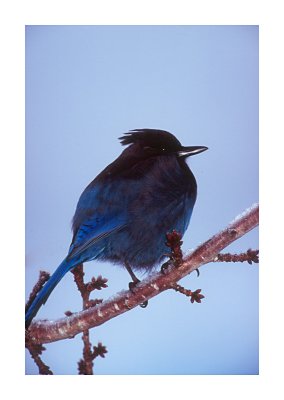 Steller's Jay #1
