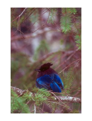 Steller's Jay #2