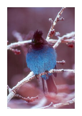 Steller's Jay #3