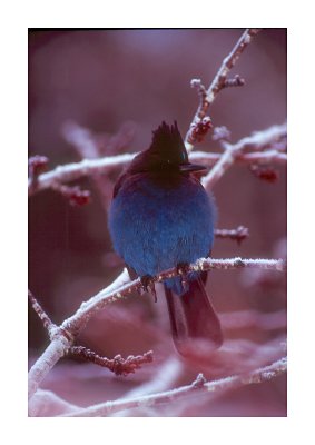 Steller'sJay #4