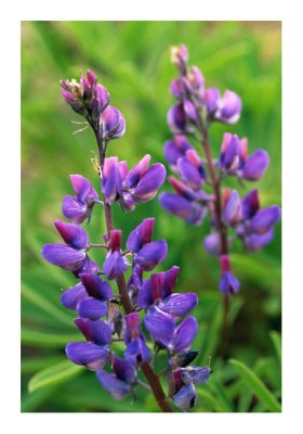 lupins