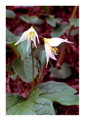 White Fawn Lily