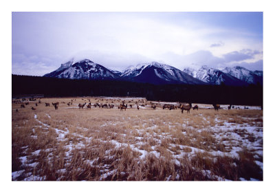 Elk Herd Banff