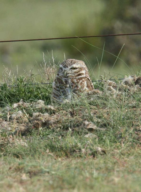 Burrowing Owl